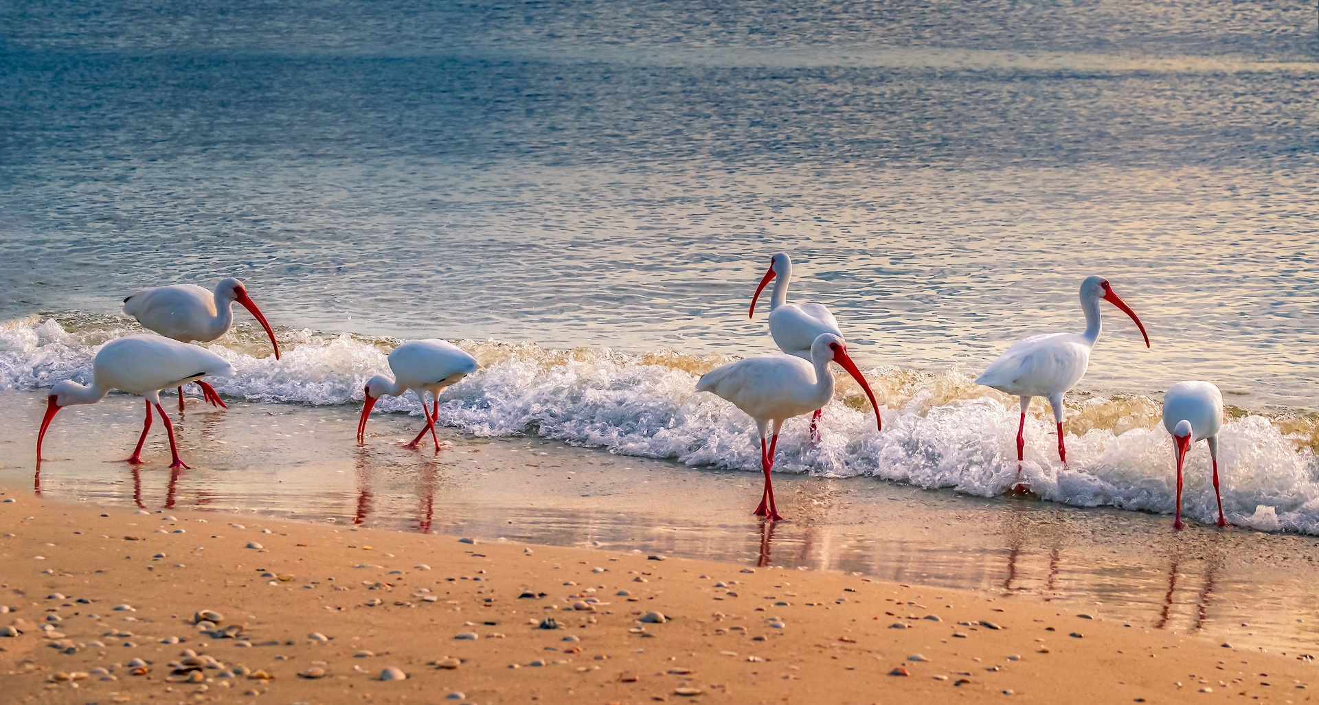 Sanibel Island shorebirds walking on the beach at dawn